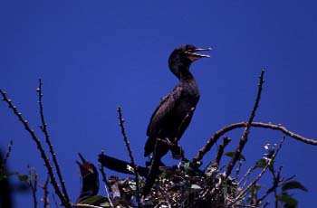 cormorant