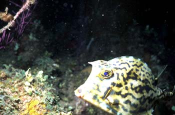 cowfish2
