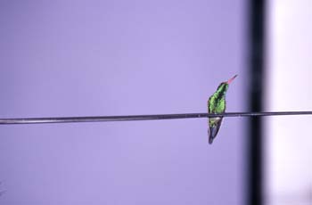 hummingbird1