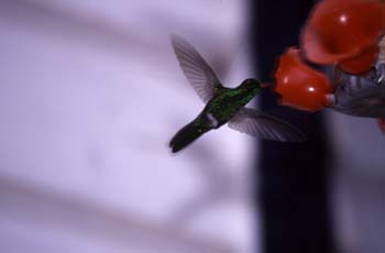 hummingbird2