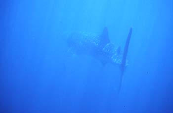 whaleshark